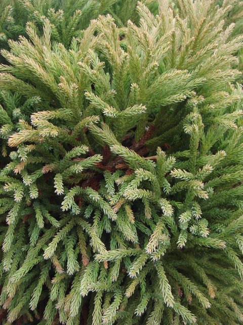 Cryptomeria japonica 'Globosa' rameau